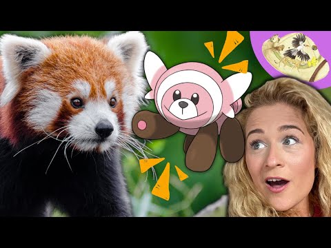 Is Stufful Really A Red Panda Pokemon? Animals that Are Real Life Pokemon #InternationalRedPandaDay