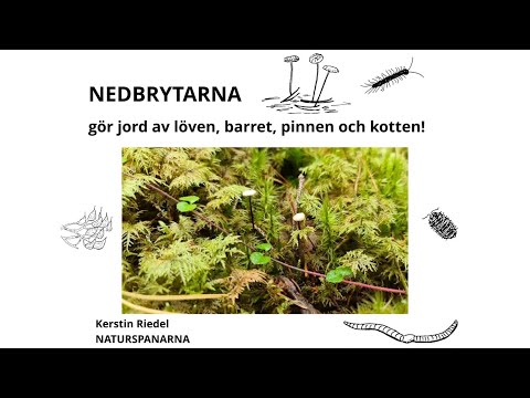 NEDBRYTARNA gör jord av löven, barret, pinnen och kotten! @NATURSPANARNA