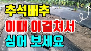추석배추 심는시기 이렇게 심어서 금배추 심어서 먹어요