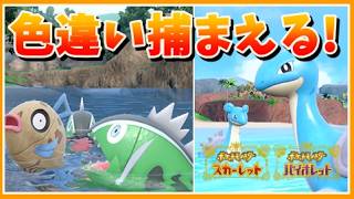 【ポケモンSV】色違い！夏イベのポケモン！捕まえる！！！【あしゅまる🟠🎮】