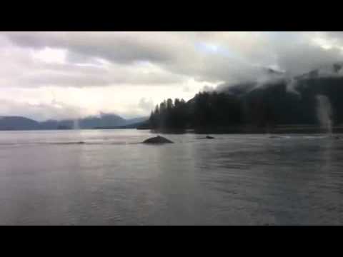 Pod of Humpback Whales near Sitka, Alaska