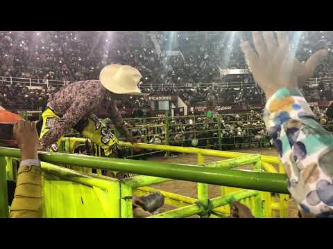 Increíble caída del gallito de morelia 😱