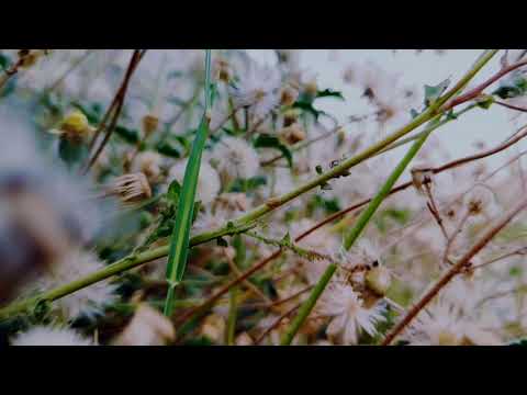 Slow motion video with  fixed focus|LG G8X Shot|#shorts