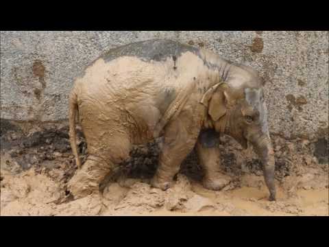 Saisonstart Himmapan Elefantenpark, 4. März 2017