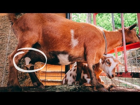 download lagu mp3 mp4 Goat Willow, download lagu Goat Willow gratis, unduh video klip Goat Willow