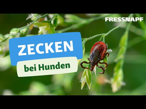 Helfen heilen chronische Prostatitis Verbesserung der Blutzirkulation in Prostatitis
