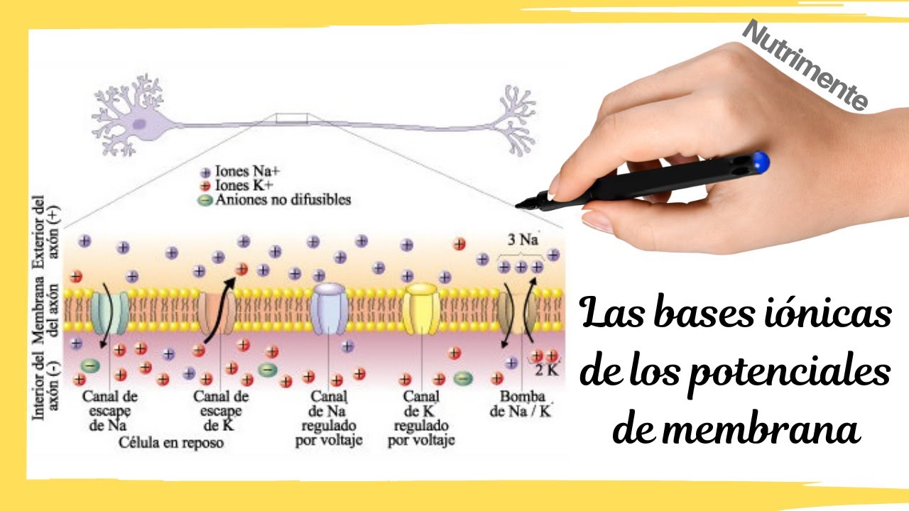 Las BASES IÓNICAS de los POTENCIALES DE MEMBRANA