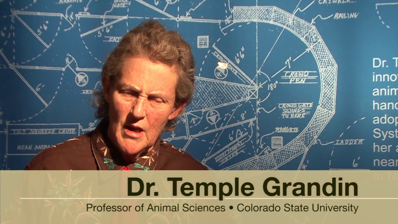 Introduction for How to Handle Sheep by Dr. Temple Grandin
