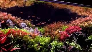 4ft Aquascape: Cave with ridgeline