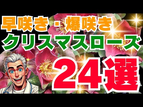 クリスマス ローズ ヘレボルス色赤白ピンク