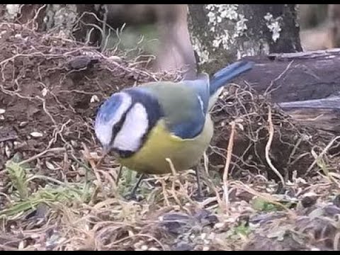 HERRERILLO COMÚN | BLUE TIT | Cyanistes caeruleu