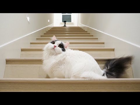 How Munchkin Cat Uses Stairs