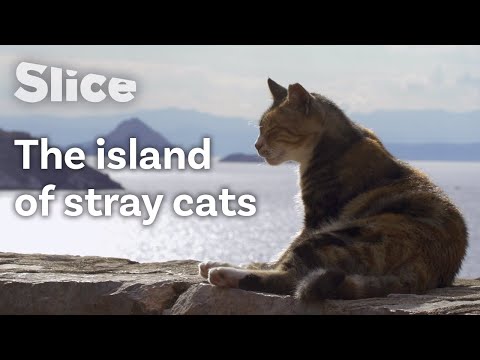 Stray Cats’ Tough Life, Greek Islands | SLICE