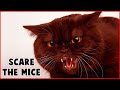 CAT SOUNDS TO SCARE MICE AWAY MOUSE REPELLENT 15 MIN