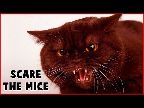 CAT SOUNDS TO SCARE MICE AWAY 🔥 MOUSE REPELLENT 15 MIN!!!
