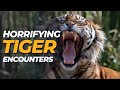 6 Horrifying Tiger Encounters That You Shouldn't Click On !