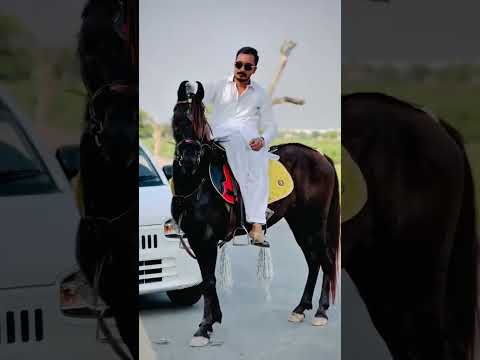 Hammad pet house hourse #viralvideo #youtubeshort