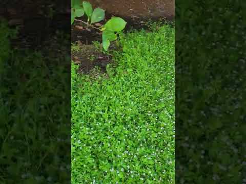 Kurapia Ground Cover: The Secret To A Perfect Lawn (Short Version)