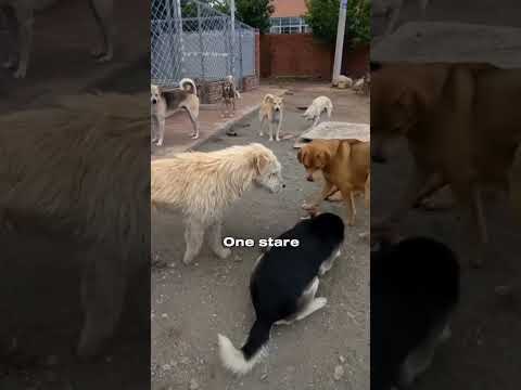 Why All Dogs Fear King Charles | The Silent Alpha of the Shelter 👑