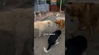 Why All Dogs Fear King Charles | The Silent Alpha of the Shelter 👑