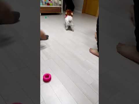 cute little Shaolin dog 🐕🐶 #shots #viral #funny #dog