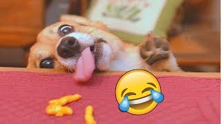 Я РЖАЛ ПОЛ ЧАСА | Смешные Коты и Собаки | ПРИКОЛЫ С ЖИВОТНЫМИ | Cute Cats