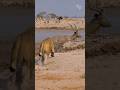 Trapped in Mud: How a Kudu Outsmarted a Lioness