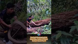 Download lagu Tense Evacuation of a King Cobra Snake in a Palm Oil Plantation Area Part 1 #shorts #viral #snake mp3 Download lagu Tense Evacuation of a King Cobra Snake in a Palm Oil Plantation Area Part 1 #shorts #viral #snake mp3