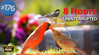 TV for Cats 😻Uninterrupted 8 Hours of Birds 🐦 and Squirrels 🐿Feeder  Cat TV 4K @LensMyth