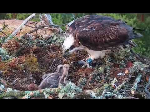 Early breakfast for both bobs at Loch of the Lowes Osprey nest 28 May 2021