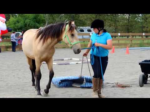 Actaeon's 100 Day Mustang Makeover Journey