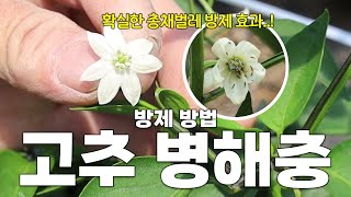 장마 끝-! 이제 본격적으로 고추 병해충들이 몰려옵니다..!