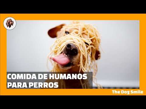 , title : 'COMIDA HUMANA PARA PERROS 🤯 100% SALUDABLE 🐶 Curiosidades de los Perros'