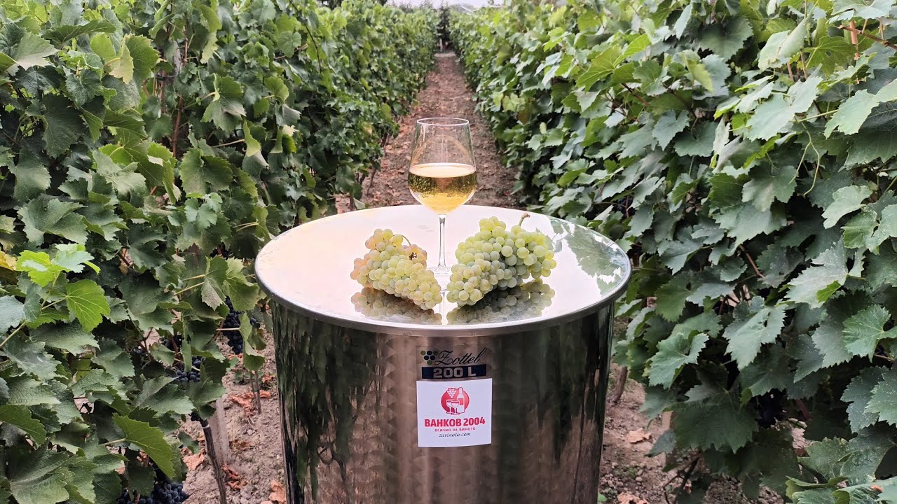 How to make perfect grape wine at home? Modern technology: (full guide + subtitles).