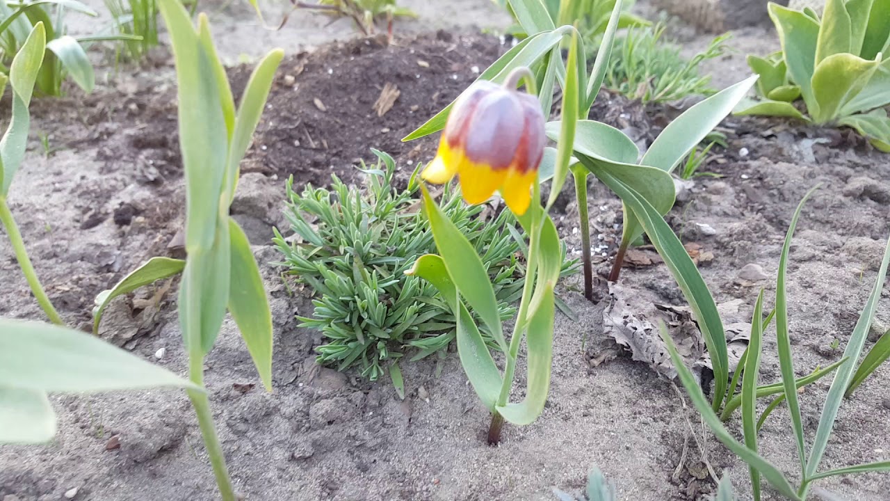 Рябчик Михайловского ( Fritillaria meleagris ) .
