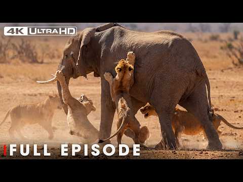 Run or Die (MEGA EPISODE)