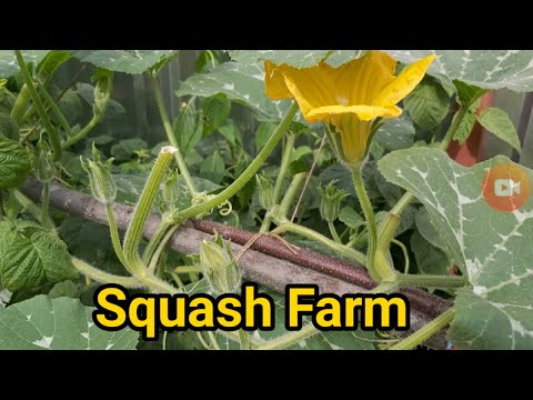🔴Harvesting squash flower / Growing Squah in Russia