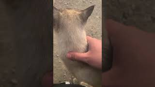 野良猫との戯れ105 #野良猫