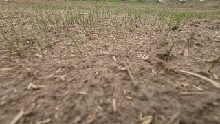 Best Method to Seed Grass