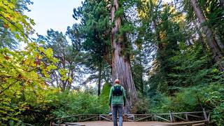 Hiking the Big Tree Loop Trail | Redwood National & State Parks | Old-Growth Redwoods | 4K HDR POV