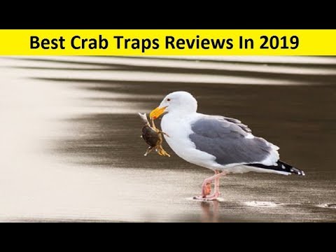 Top 3 Best Crab Traps Reviews In 2020