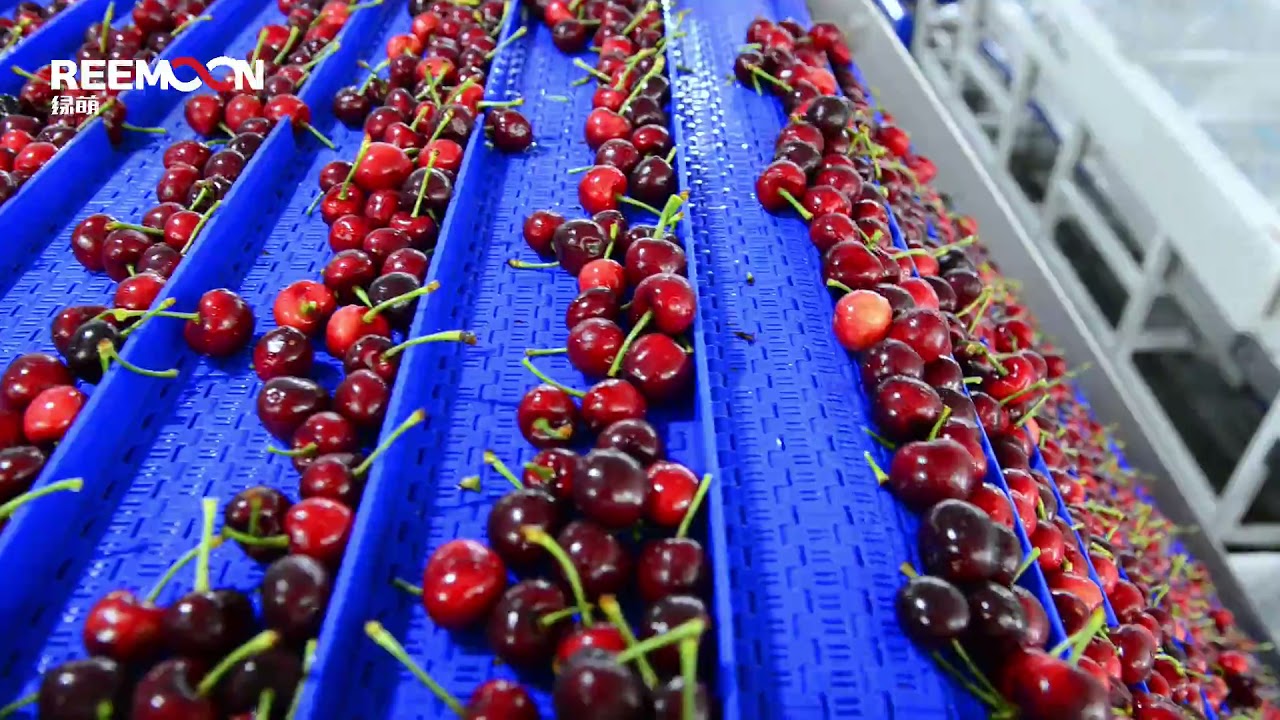 máquina de classificação de frutas, fábrica da China, fornecedor, fabricante, fruta automática