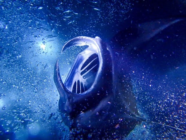 Manta Ray Night Snorkel HUGE in Kailua-Kona, Hawaii