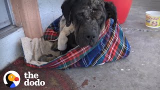Stray Dog Collapses on Woman's Porch and Slowly Turns into the Most Beautiful Puppy | The Dodo