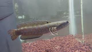 channa pulchra red