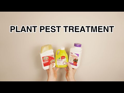 Houseplant Pest Management: Dealing with Thrips and Spidermites