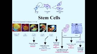 Dr  David Prentice - Bringing America Back to Life 2018 Copy 01