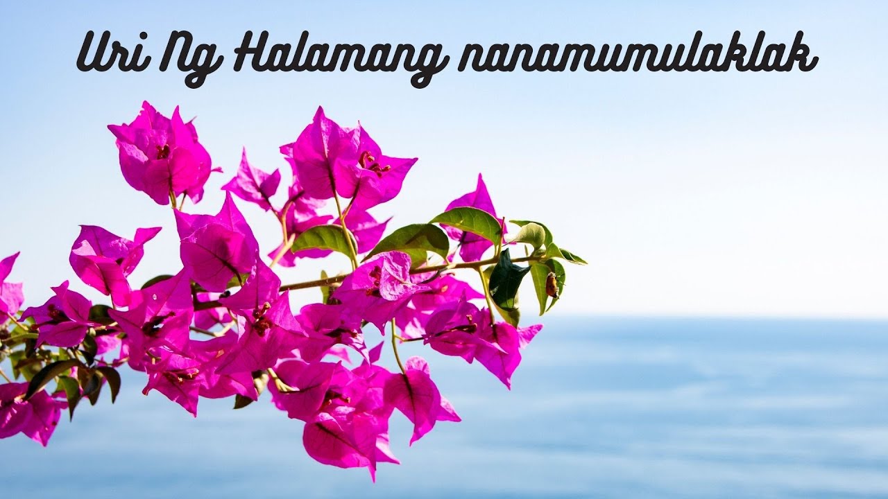 Mga Uri ng Halamang Namumulaklak sikat na mga halaman Solusyon