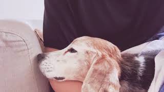 愛犬アムロ17歳...頑張って生きようとしています。