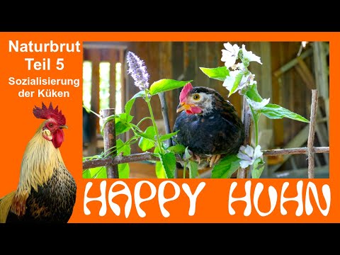 E147 Socialization of chicks with other chickens - Natural hatching Part 5 at HAPPY HUHN Chicks a...